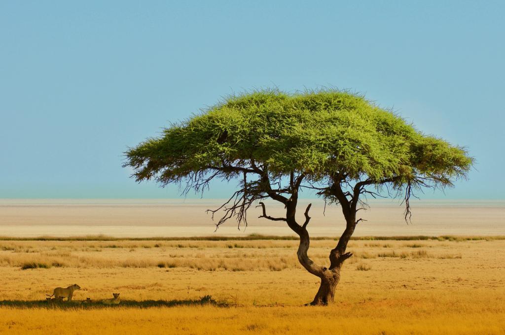 Meine Naturfotografie: Löwen unter der Akazie