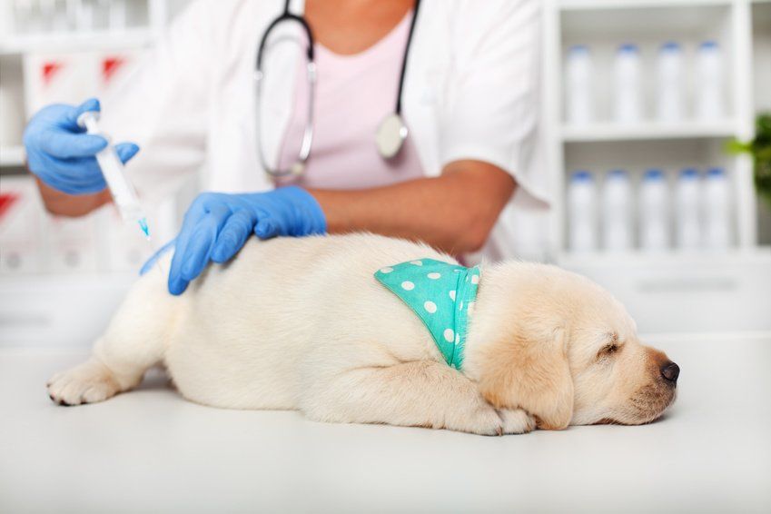 Reiseimpfungen für deinen Hund