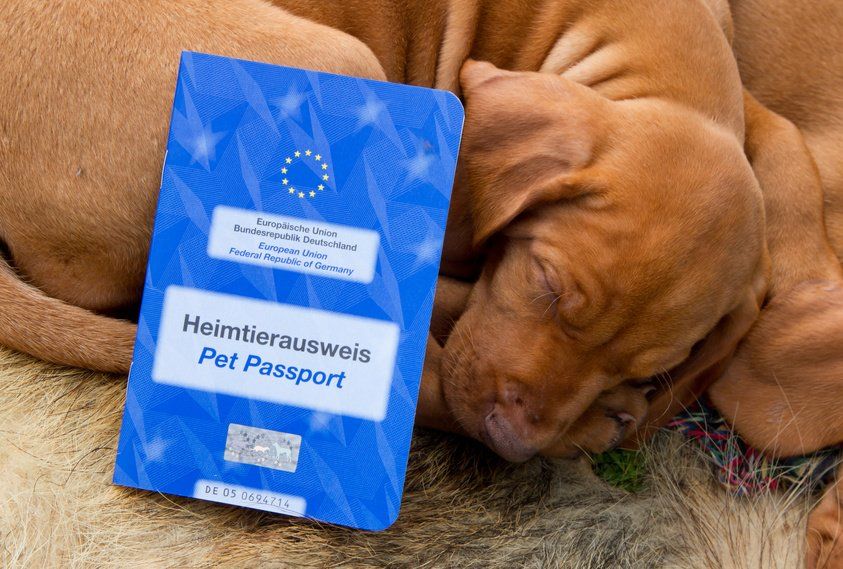 EU Heimtierausweis für reisende Hunde