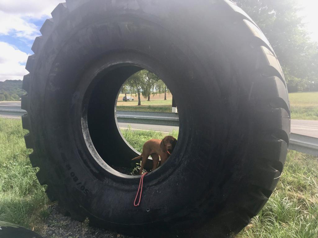 Nala hat sich beim Händler ebenfalls einen Reifen ausgesucht.