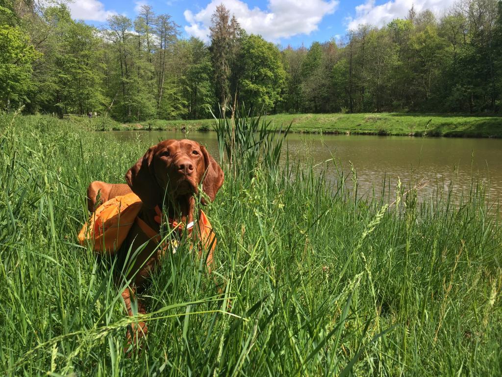 Nala im Gras vor den Fischzuchtteichen