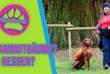 Wandern mit Nala – Mammutbäume? In Hessen?