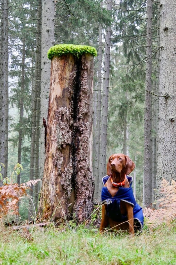 Nala posiert neben einem "Mooshütchenbaum"