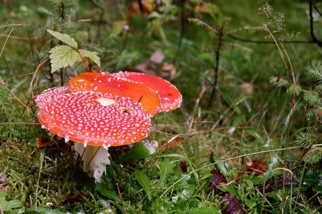 Pilze auf unserer Wanderung mit Hund durch bayerisch Kanada