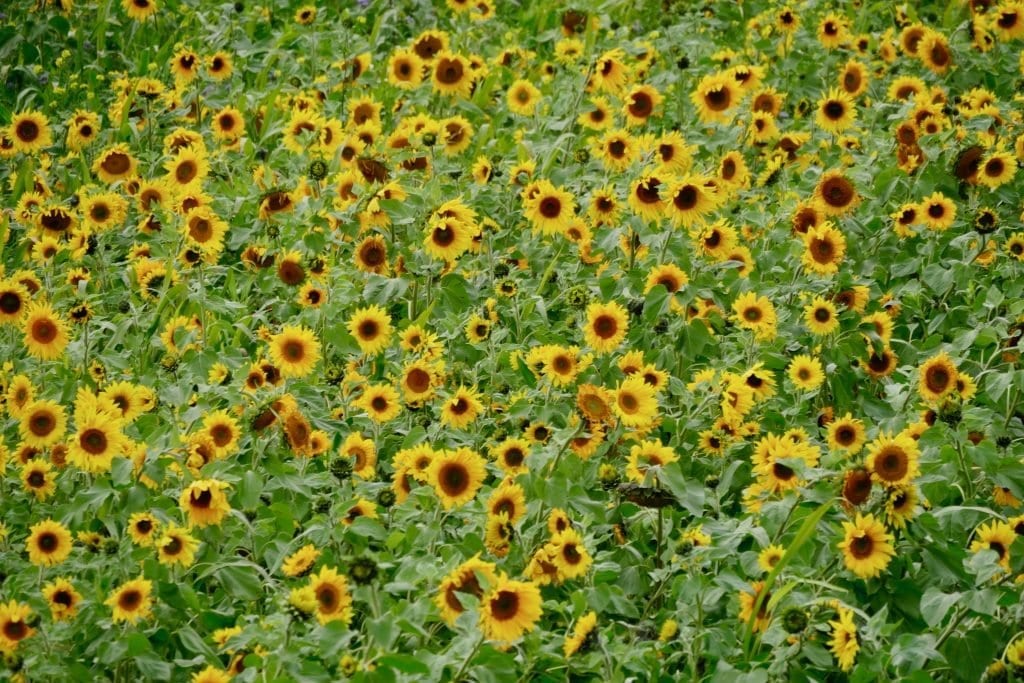Das Sonnenblumenfeld lässt uns in einen Fotorausch verfallen