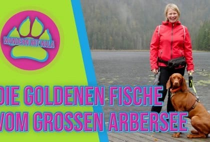 Die goldenen Fische vom Arbersee – Bayerischer Wald – Großer Arbersee – Wandern mit Hund