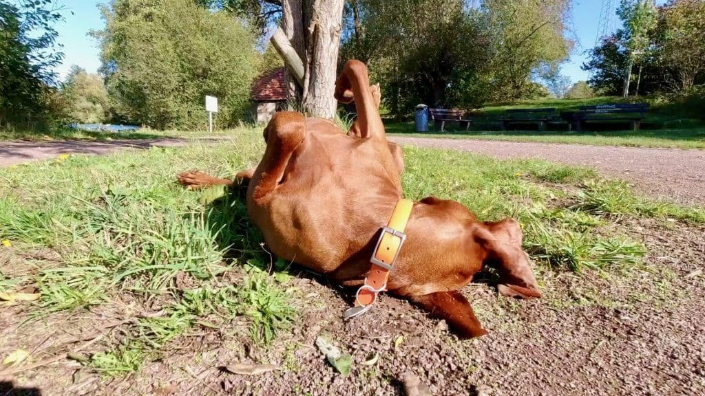 Die Fuldaauen sind für deinen Hund ein Ort zum genießen.