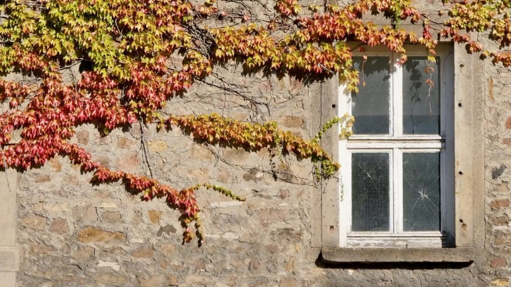 Der Herbst naht. Die Blätter verfärben sich. Wunderschön verziert der Efeu die alte Mauer.