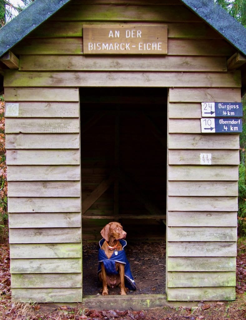 Nala in der Schutzhütte neben der Bismarck-Eiche