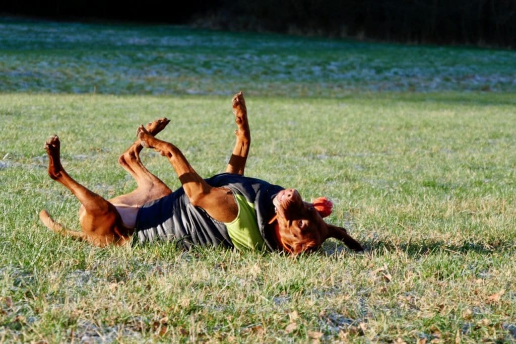 Nala hat Spass an der Wanderung durch dir Rhön