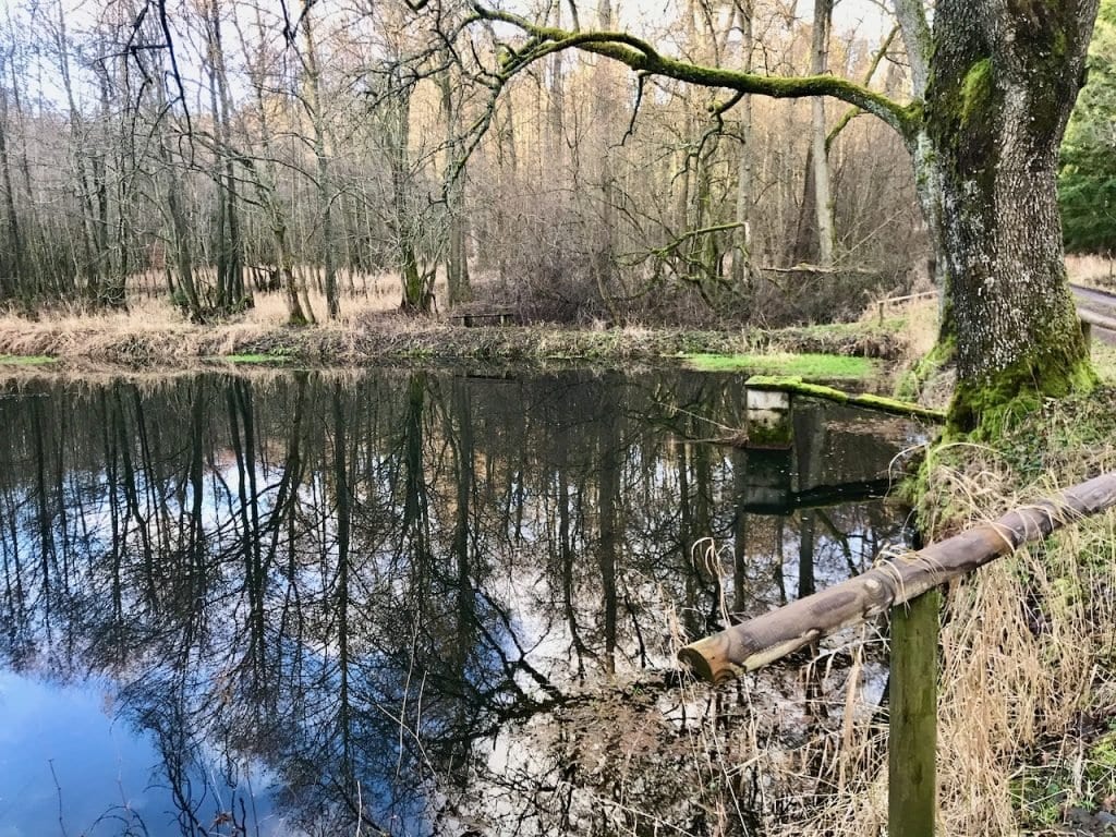 Bäume spiegeln sich im Ludwigsteich.