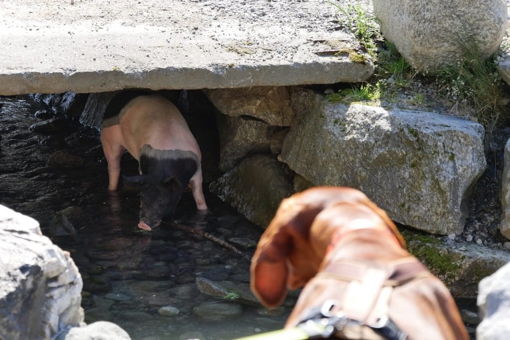 Auch wenn es so aussieht versteckt sich das Schwein nicht vor Nala, sondern vor der Sonne.