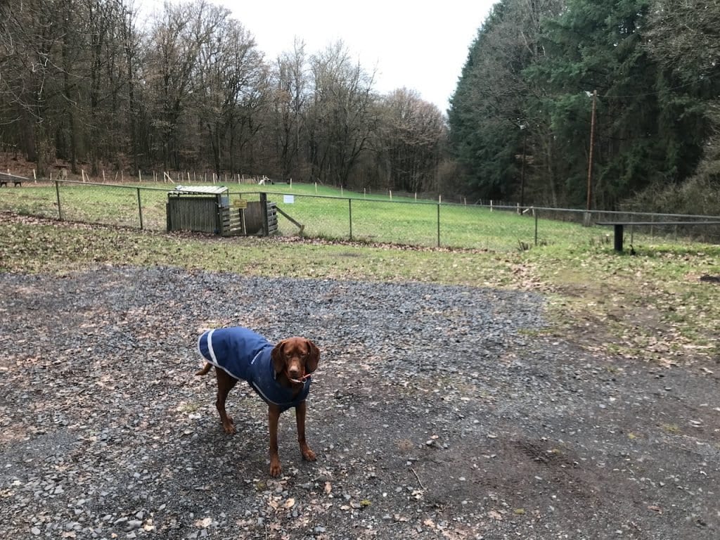 Nala auf dem Parkplatz des Hundeplatz. Die Hundekollegen haben viele Düfte hinterlassen.