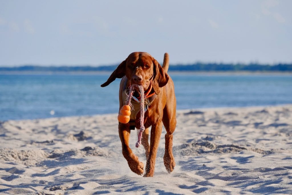 Am dänischen Strand bringt Nala den verlorenen Ball zurück