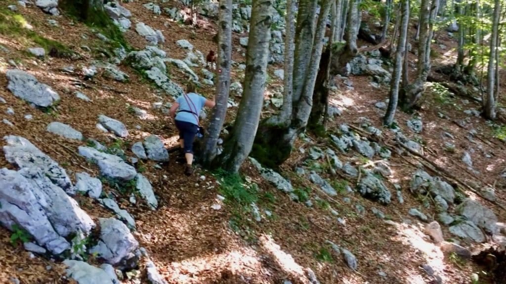 Der Weg führt uns durch lichte Wälder, deren Böden immer wieder von kleinen Felsen gespickt sind.