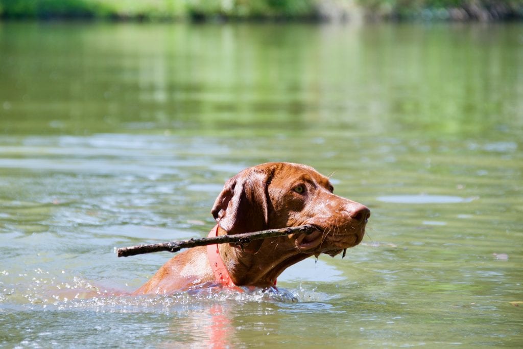 Apportieren kann auch im Wasser stattfinden