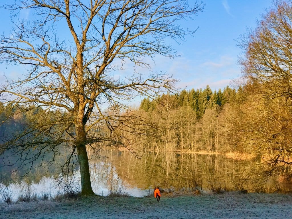 Nala am Ufer des Waldweihers