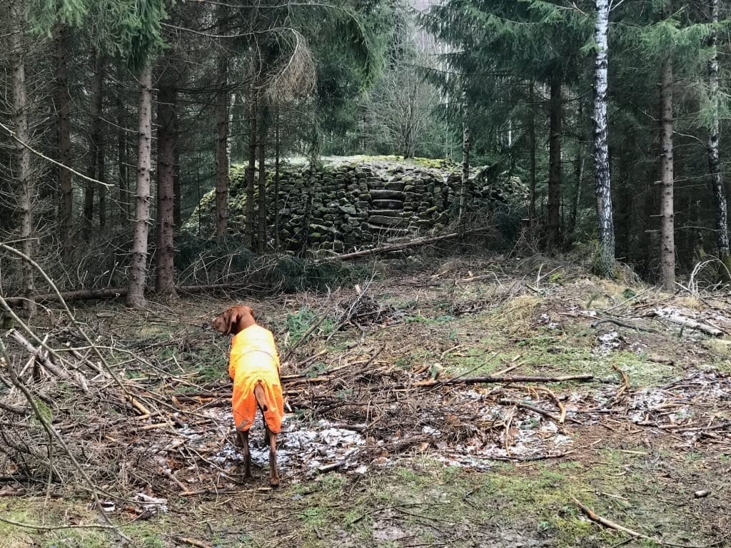 Unscheinbar in einem Nadelwaldstück liegt die Hungerpyramide