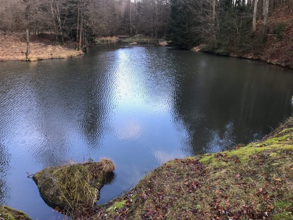 Der kleine Weiher im Wald