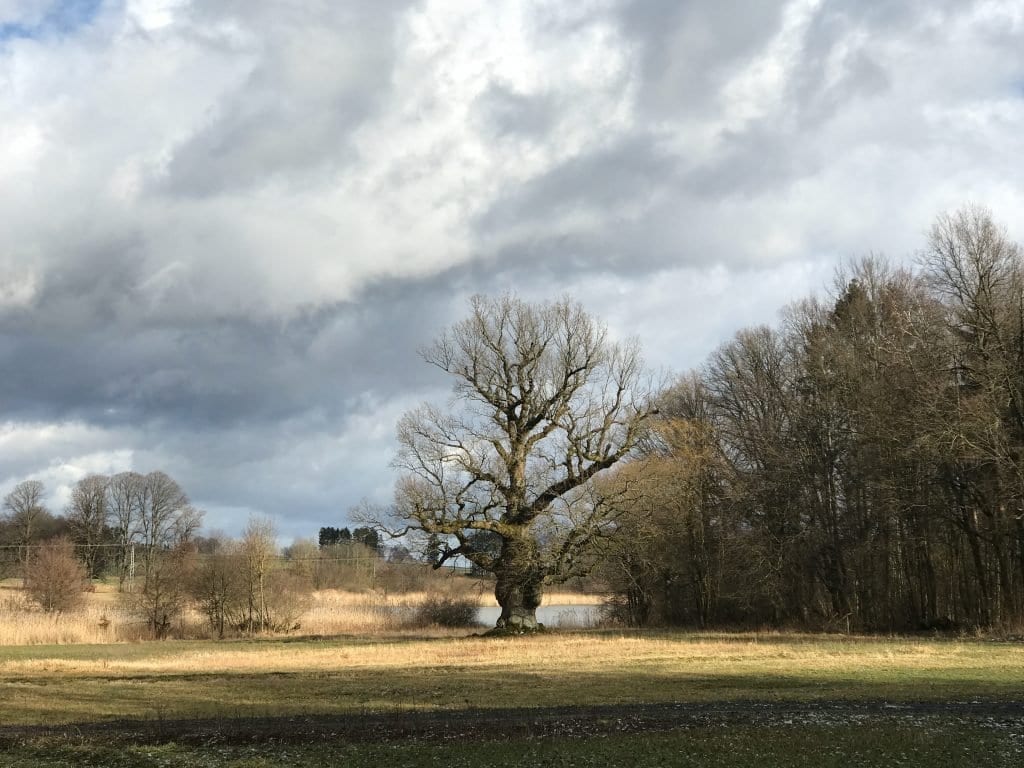 Eine wunderschöne, alte Eiche