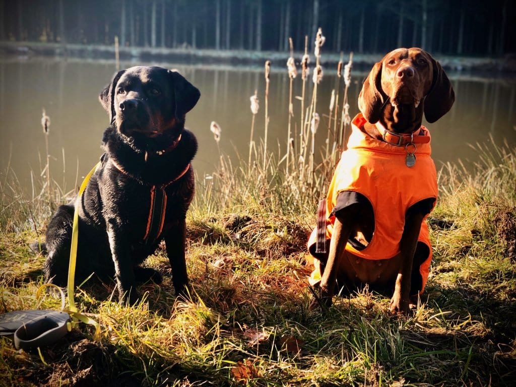 Labrador und Magyar Vizsla am Teich