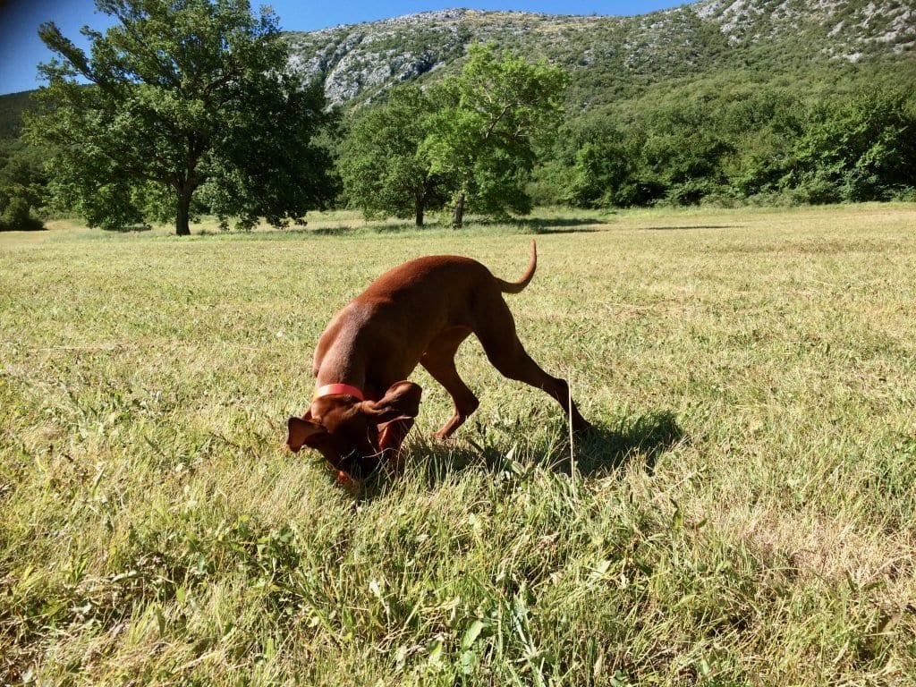 Nala auf der Suche nach ihren Leckerlies