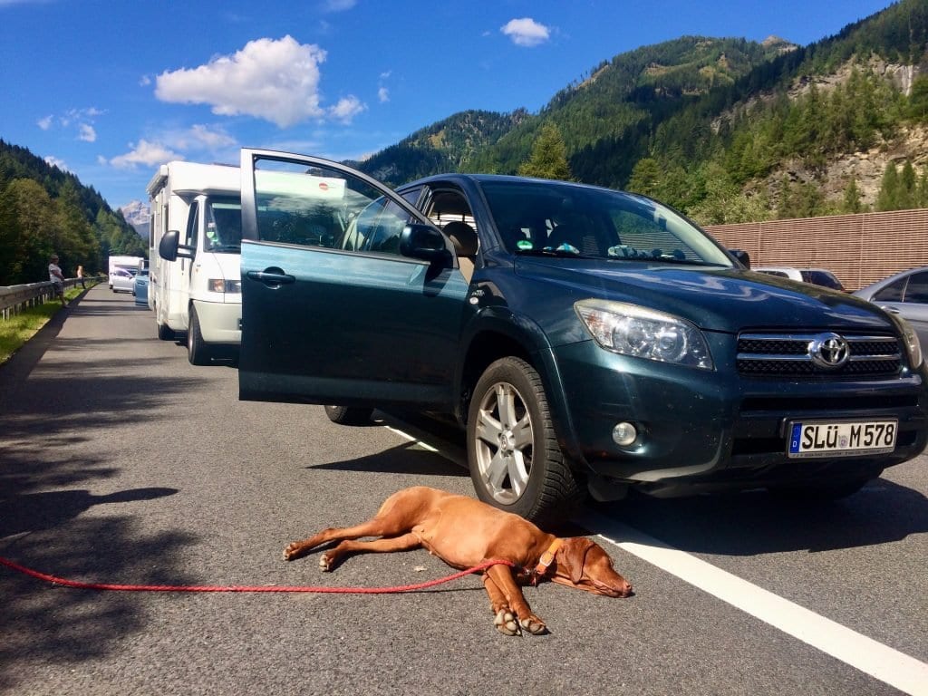 Keine Sorge. Nala ist nichts passiert. Sie schläft auf dem warmen Asphalt der Autobahn während der Vollsperrung am Tauerntunnel