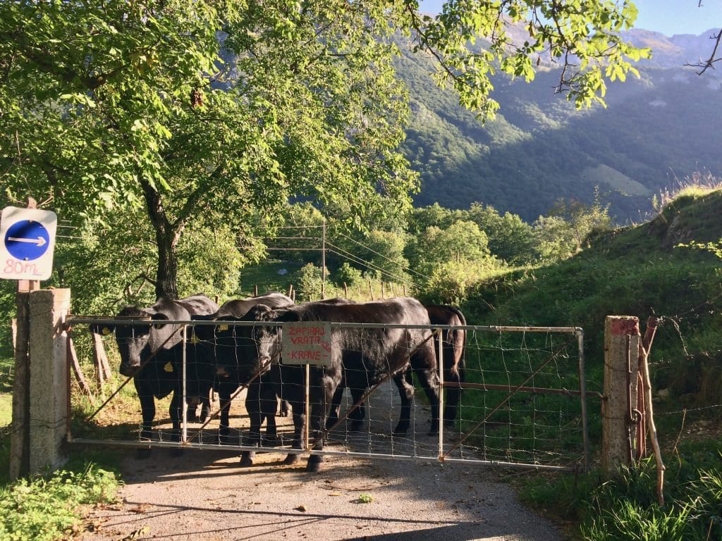 Kühe erwarten uns in Tolminske Ravne