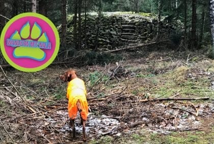 Die Hungerpyramide – Wittgenborn – Büdinger Wald – Spessart – Wandern mit Hund 🐕