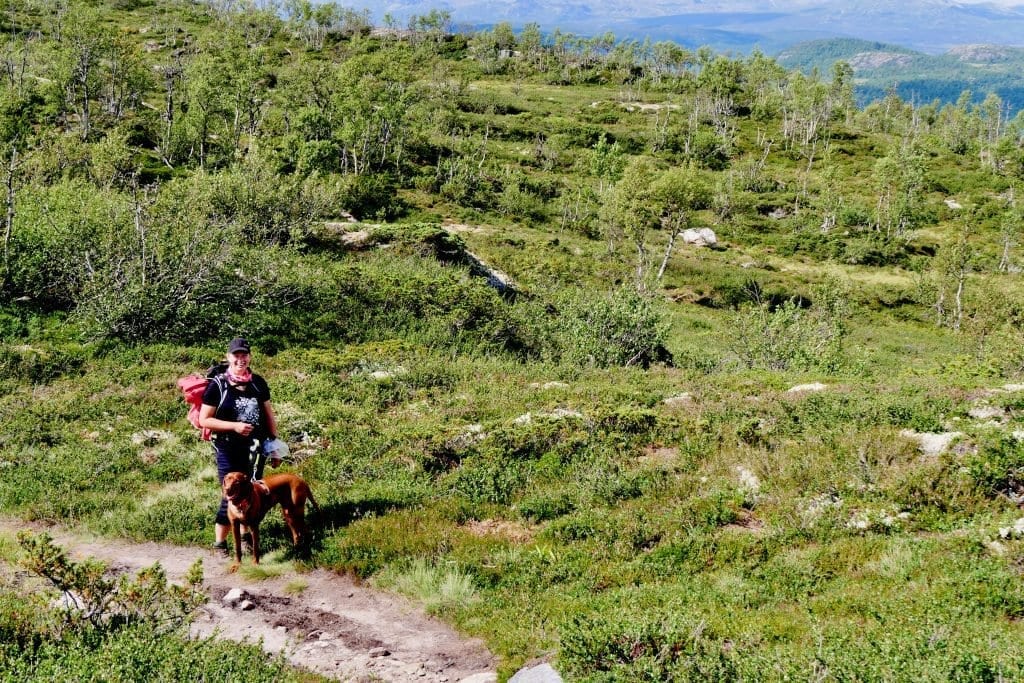 Nach kurzer Zeit verschwinden wir auf einem kleinen Trampepfad im Fjell