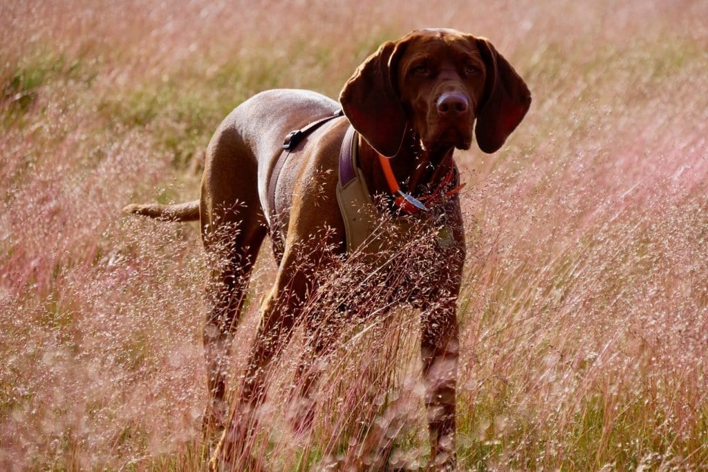 Nala im leuchtenden Gras der Hochebene