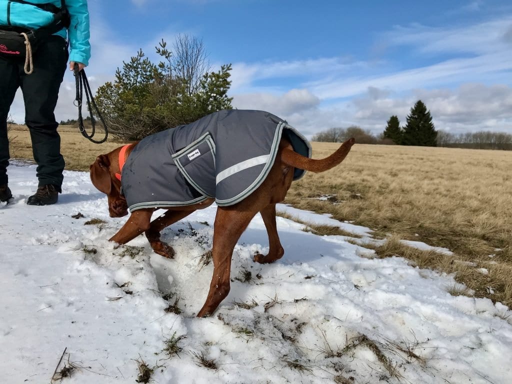 Schnee ist zum buddeln da. Alte Hundeweisheit.