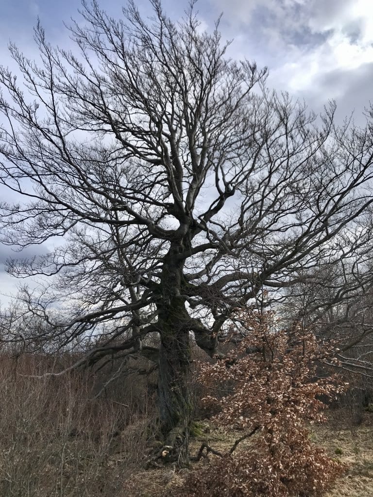 Auch in der Rhön gibt es Ents