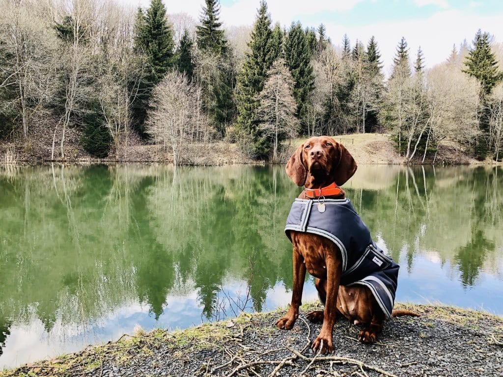 Nala posiert am Basaltsee