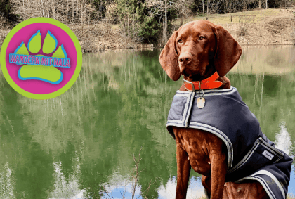 Mit Hund zum Basaltsee – Bayerische Rhön – Wandern mit Hund 🐕