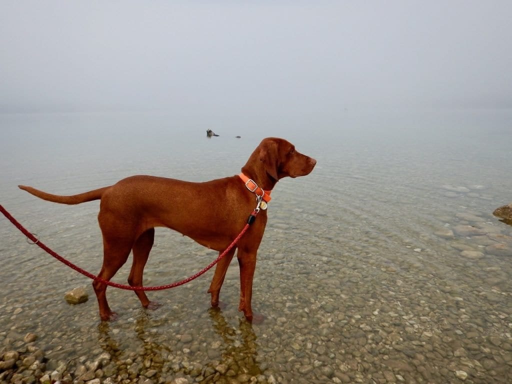 Ruhig liegt der See im Nebel. Das Flache Ufer ist für Hunde ideal zum spielen.