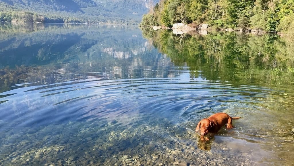 Nala genießt das kühle Nass. Ein Traum für Hunde.