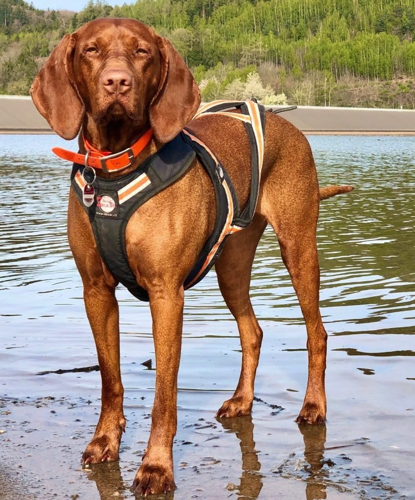 So sieht unser Zuggeschirr zum Radeln mit Hund aus