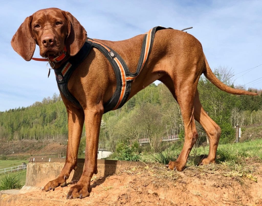 Ein Zuggeschirr schont deinen Hund