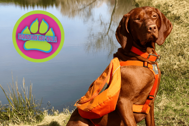 Hunderucksack Erfahrungsbericht: Ruffwear Approach 🎒 – Wandern mit Hund 🐕