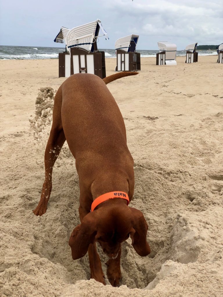 Geiler Hundesandkasten am Hundestrand von Zinnowitz