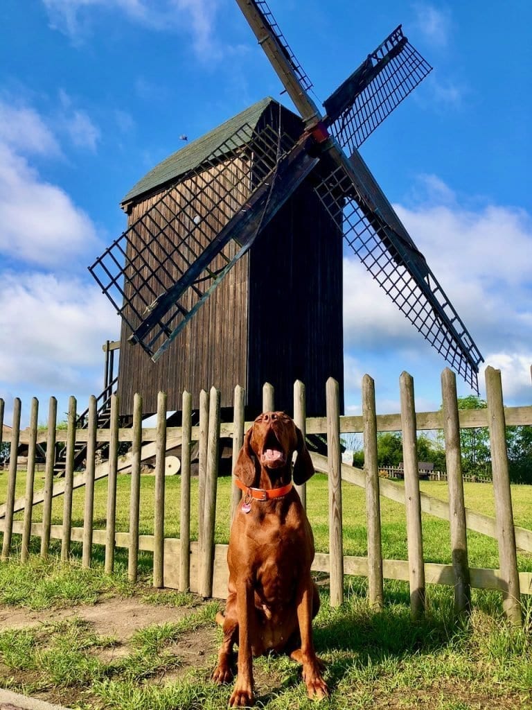 Nala gähnt vor der Bockwindmühle. Herrchen und Frauchen machen zu viele Fotos-