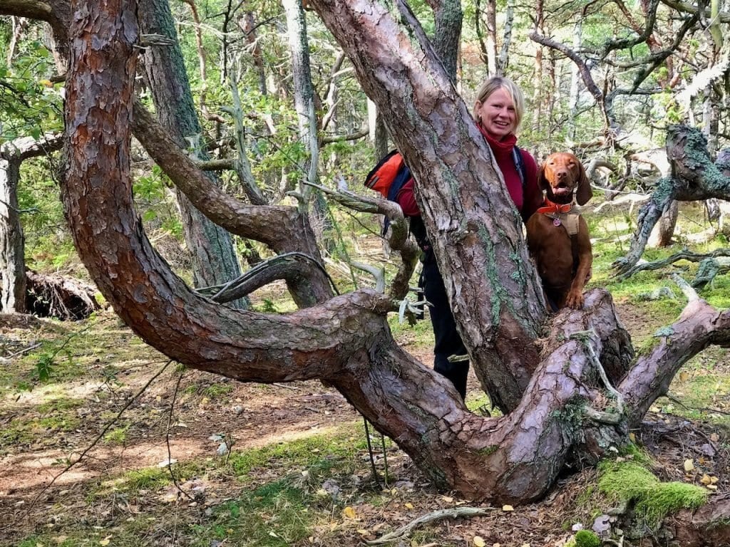 Vom Wind geformte Kiefern. Trollskogen auf Öland.