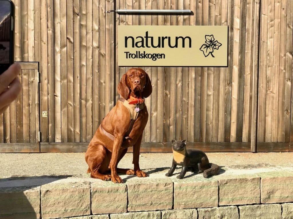 Nala und Marder vor dem Naturum Trollskogen auf Öland