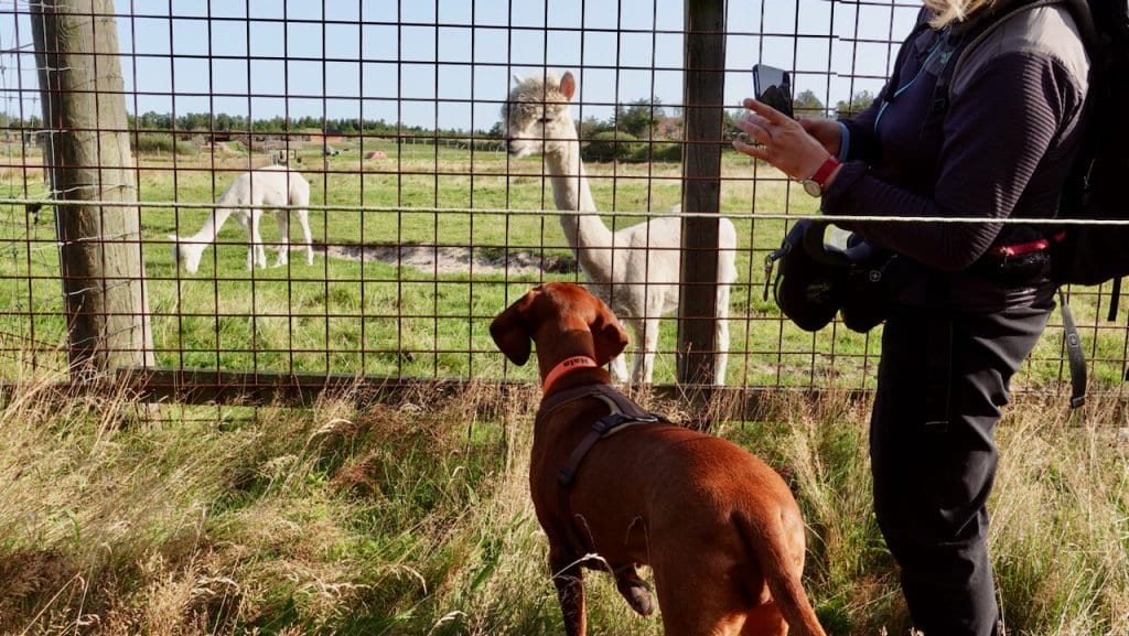 Wir passieren den Zoo und treffen am Außengehege zu Nalas Freude auf ein paar Lamas